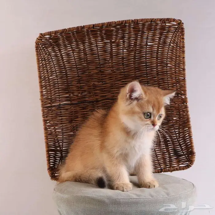 كيتين مسجل بريتش ابسولو غولد ny12 للبيع 25