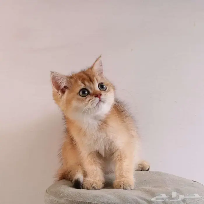 كيتين مسجل بريتش ابسولو غولد ny12 للبيع 24