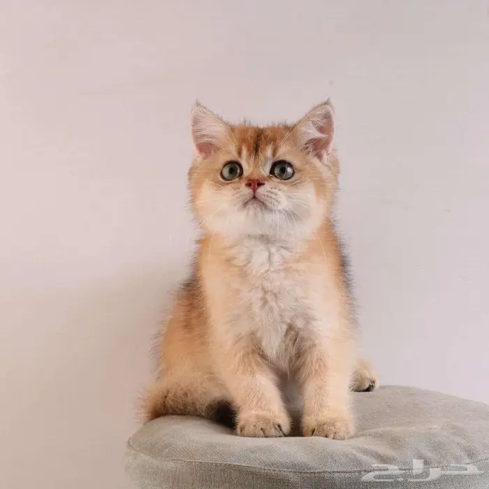 كيتين مسجل بريتش ابسولو غولد ny12 للبيع 23