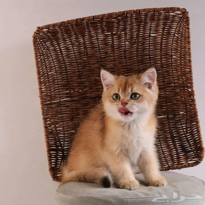 كيتين مسجل بريتش ابسولو غولد ny12 للبيع 22