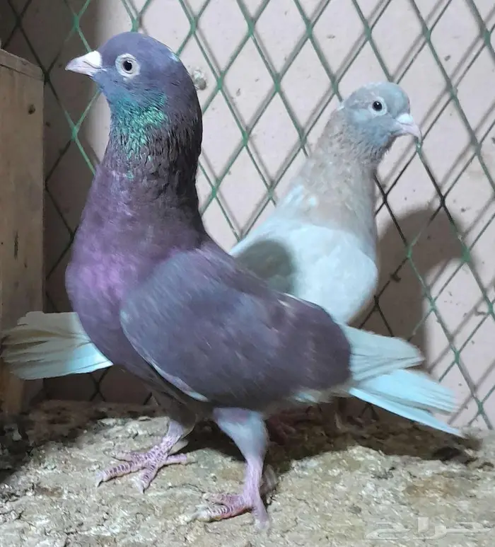 قطايف بالخرج 1