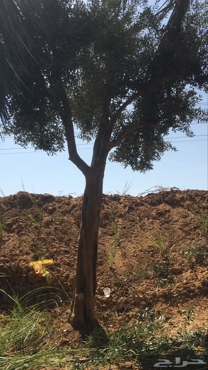 اشجار زيتون شجر زيتون معمر 0