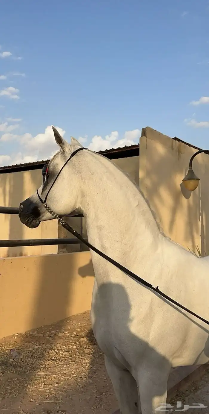 مطلوب حصان متاح للتشبيه لوجه الله بتبوك للشعبي 0