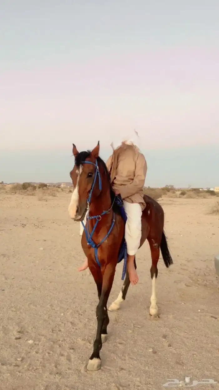 خيل شعبي 1