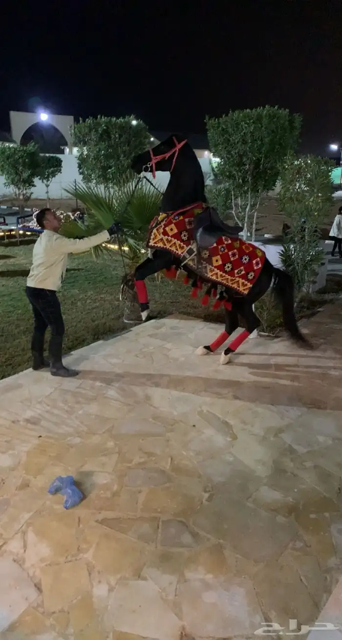 ايواء خيل اربع وجبات 900  خمس وجبات 1000 3