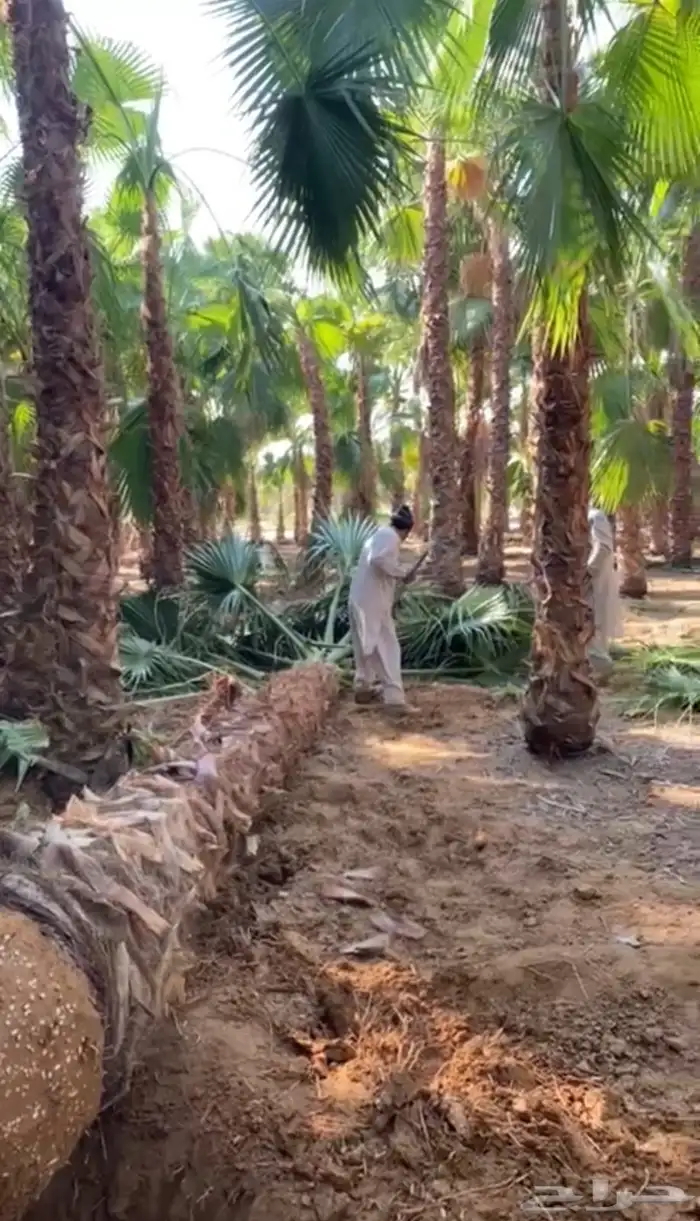 يوجد لدينا نخل عربي وشنطني 3