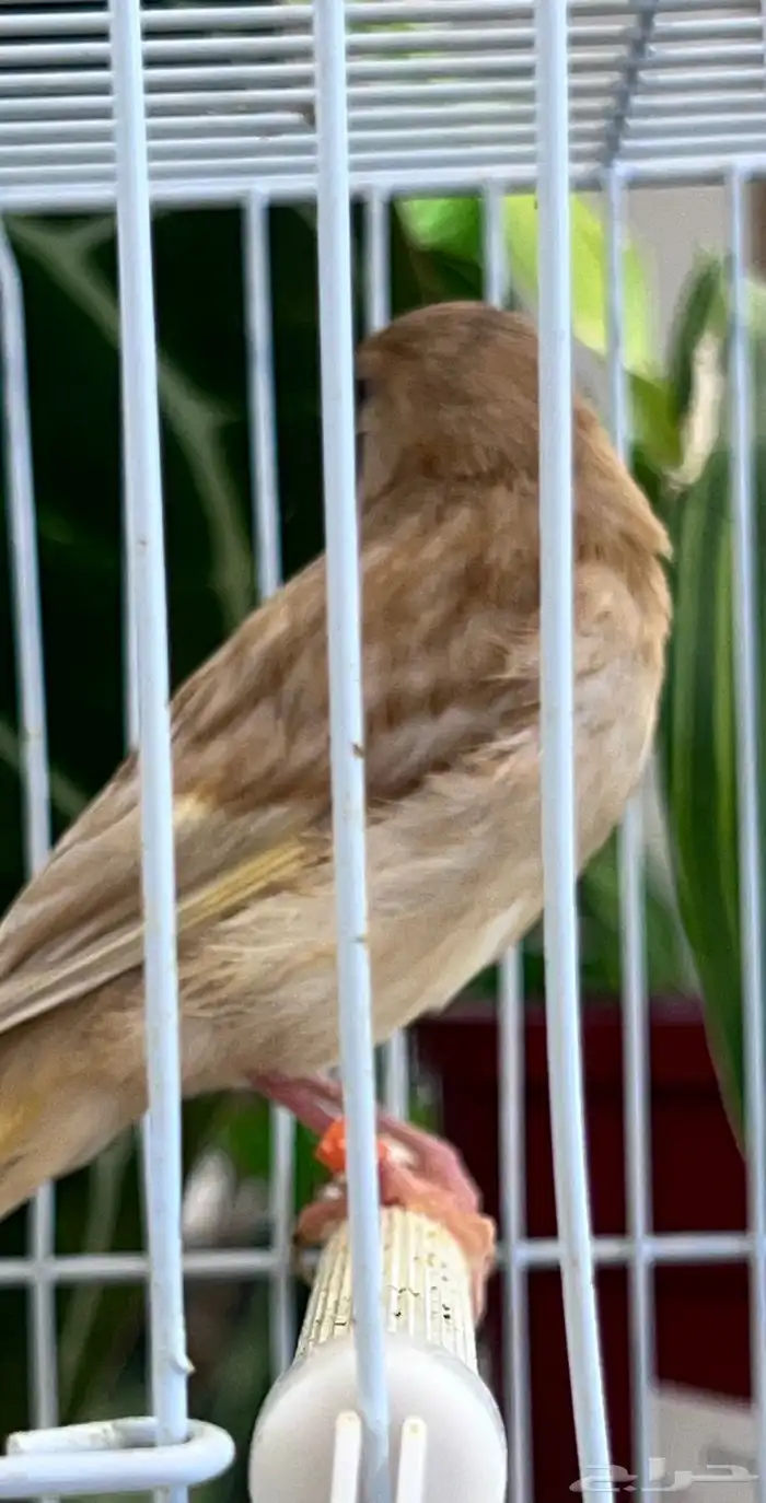4 فروخ كناري ( تم البيع ) 8
