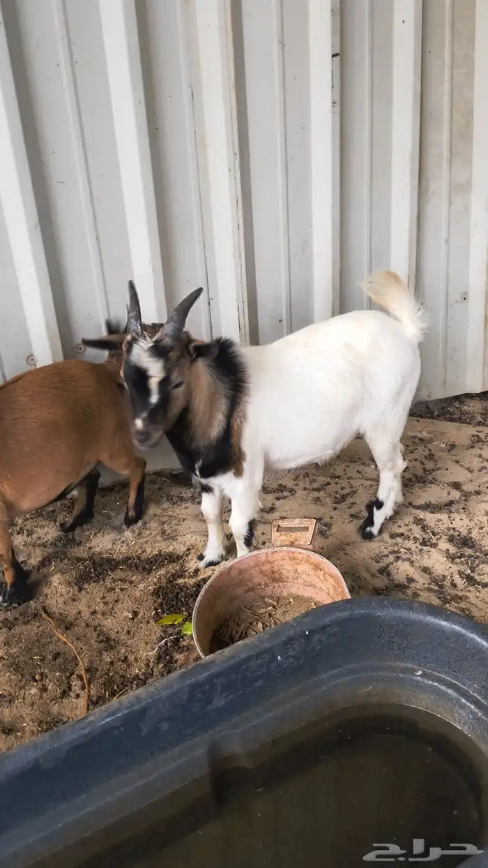 للبيع ماعز قزم 0