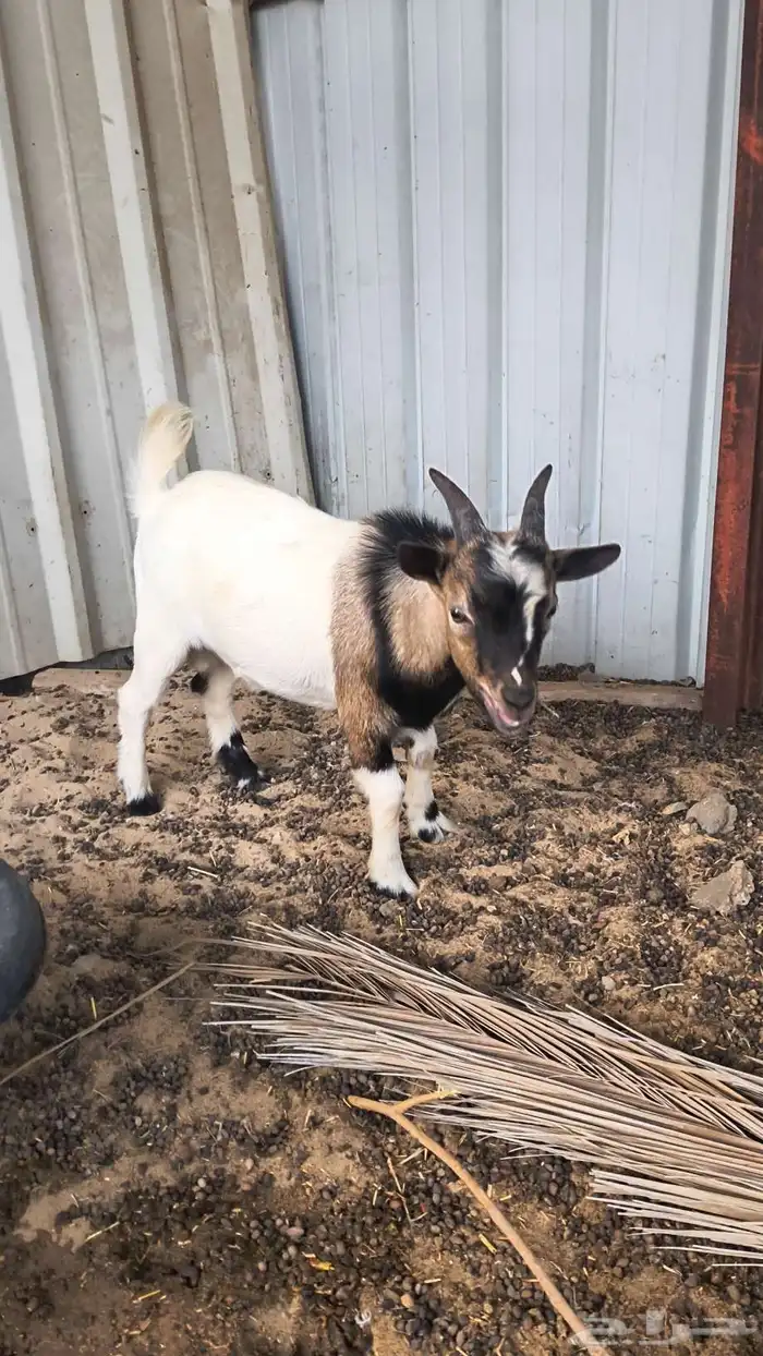 للبيع ماعز قزم 1