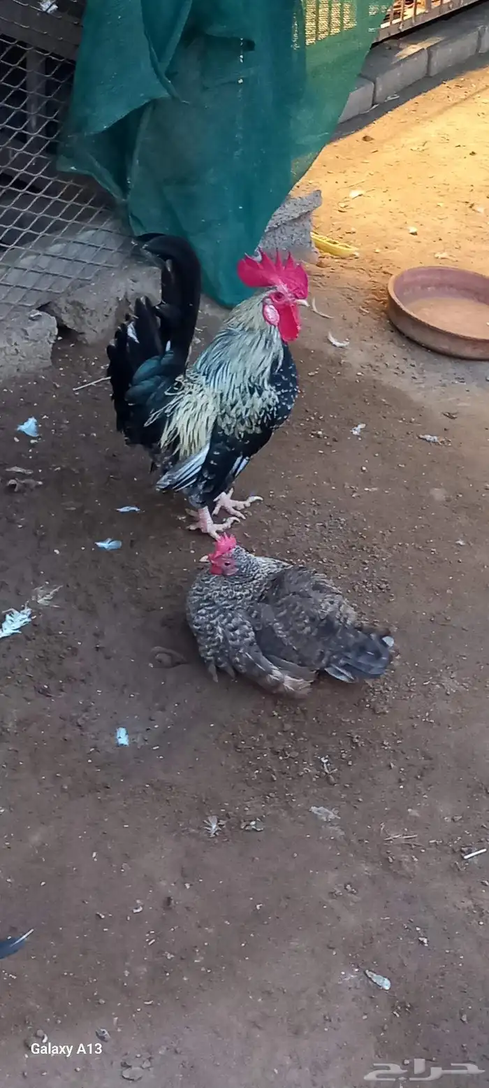 دجاج للبيع 0