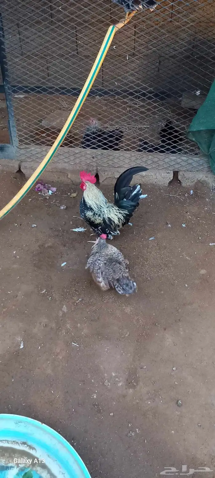 دجاج للبيع 1