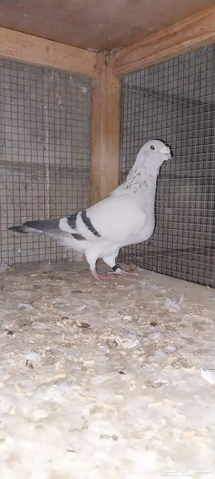 فحلين زاجل ايس 1