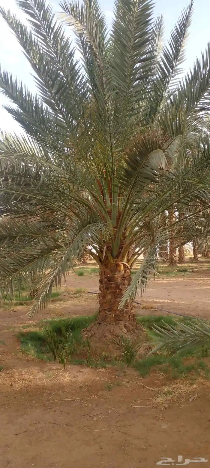 نخل طيب وبسعر معقول 5