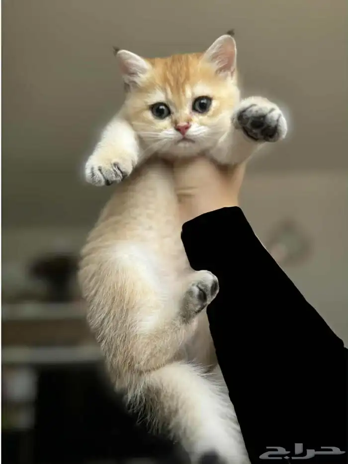 سكوتش ستريت Scottish straight 1