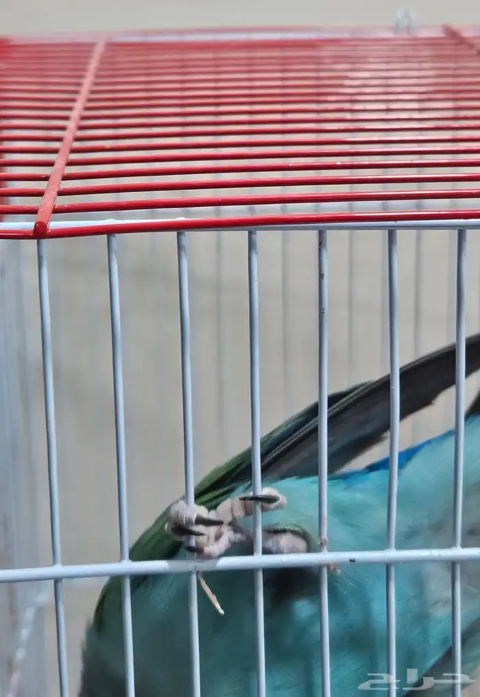 عصفور الروز على السوم 0