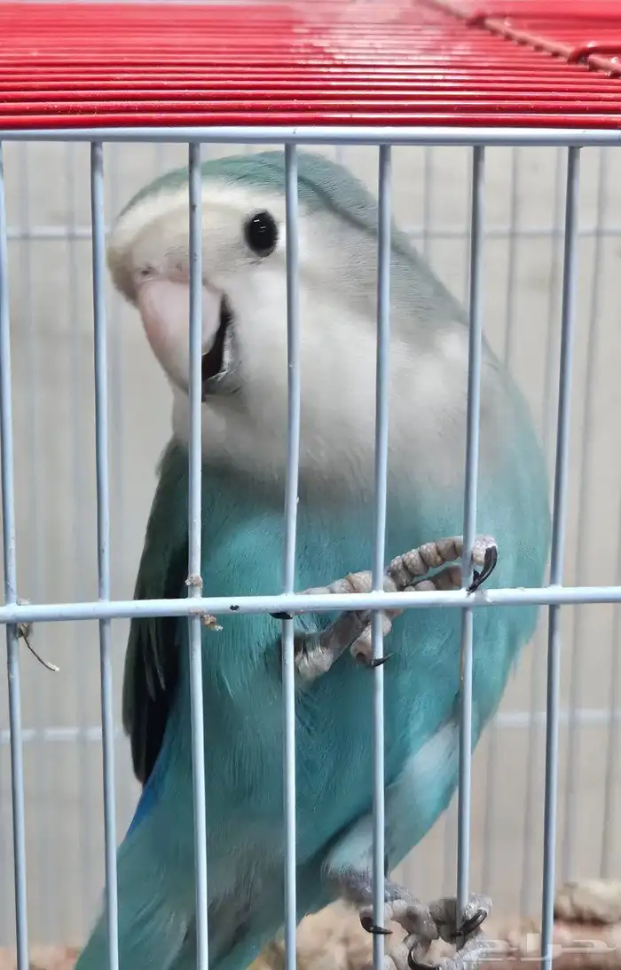 عصفور الروز على السوم 3