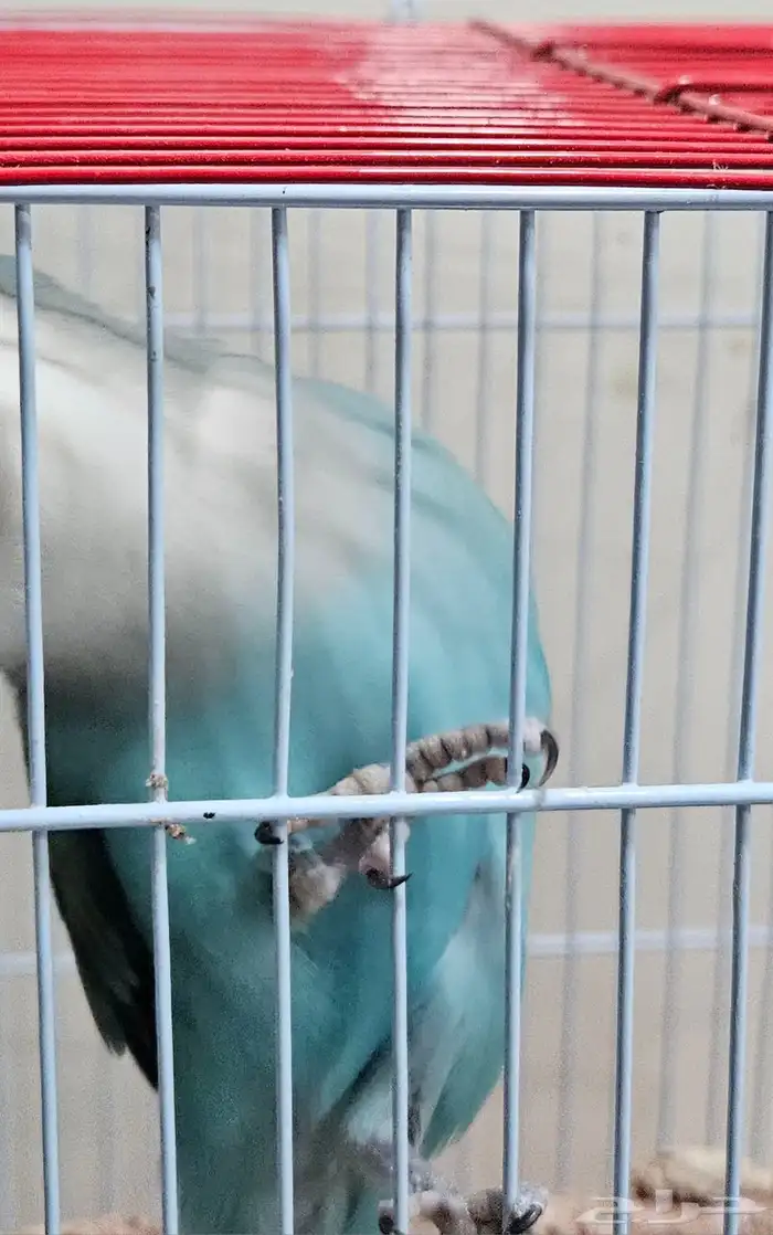 عصفور الروز على السوم 2