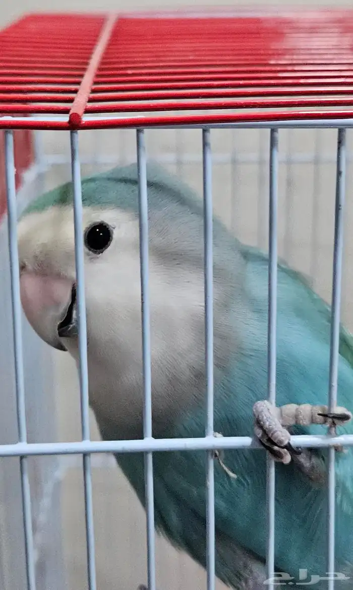 عصفور الروز على السوم 1