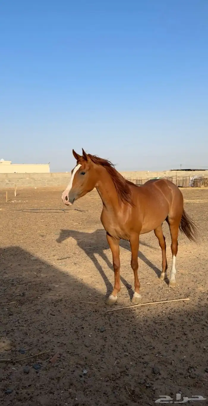 فرس شعبية شيخة 0