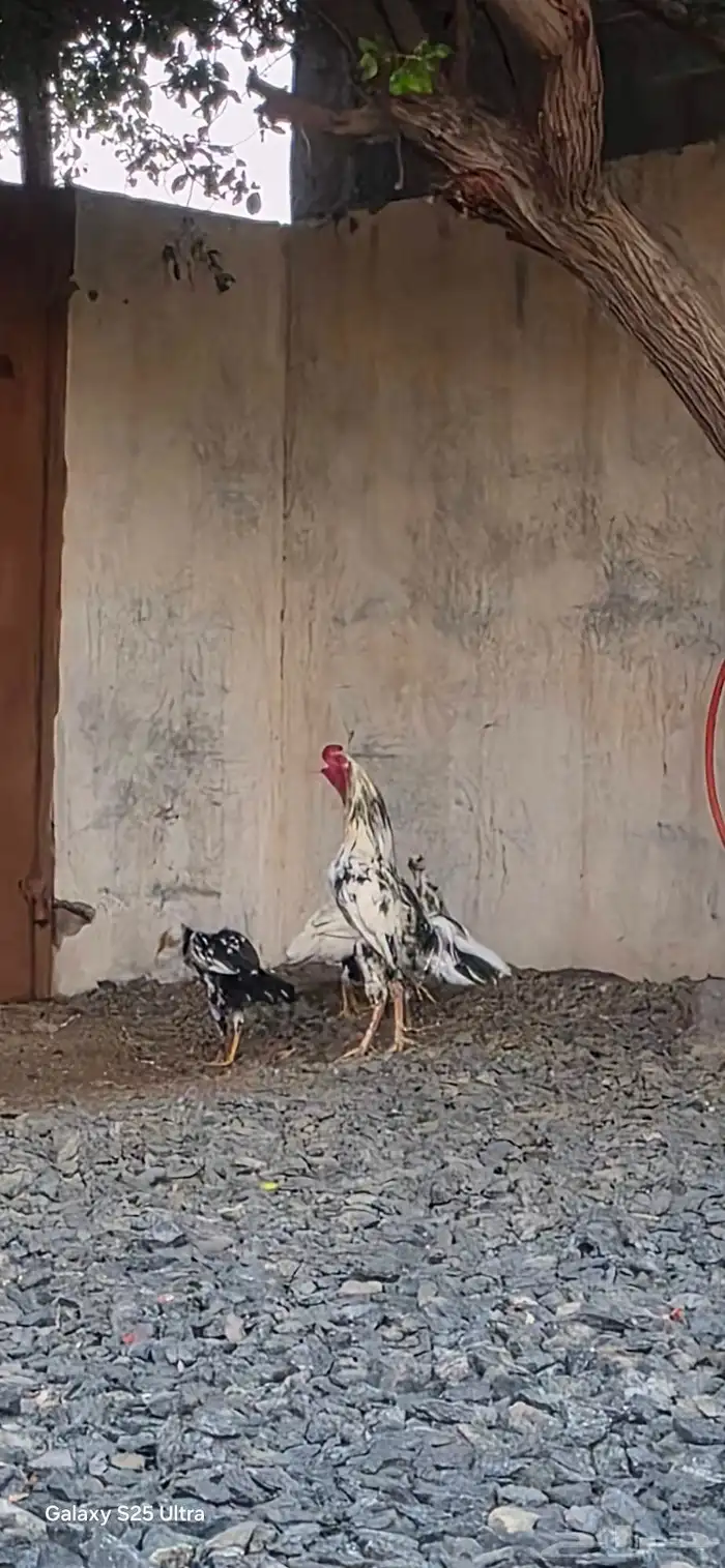 دجاج باكستاني فاخر 0