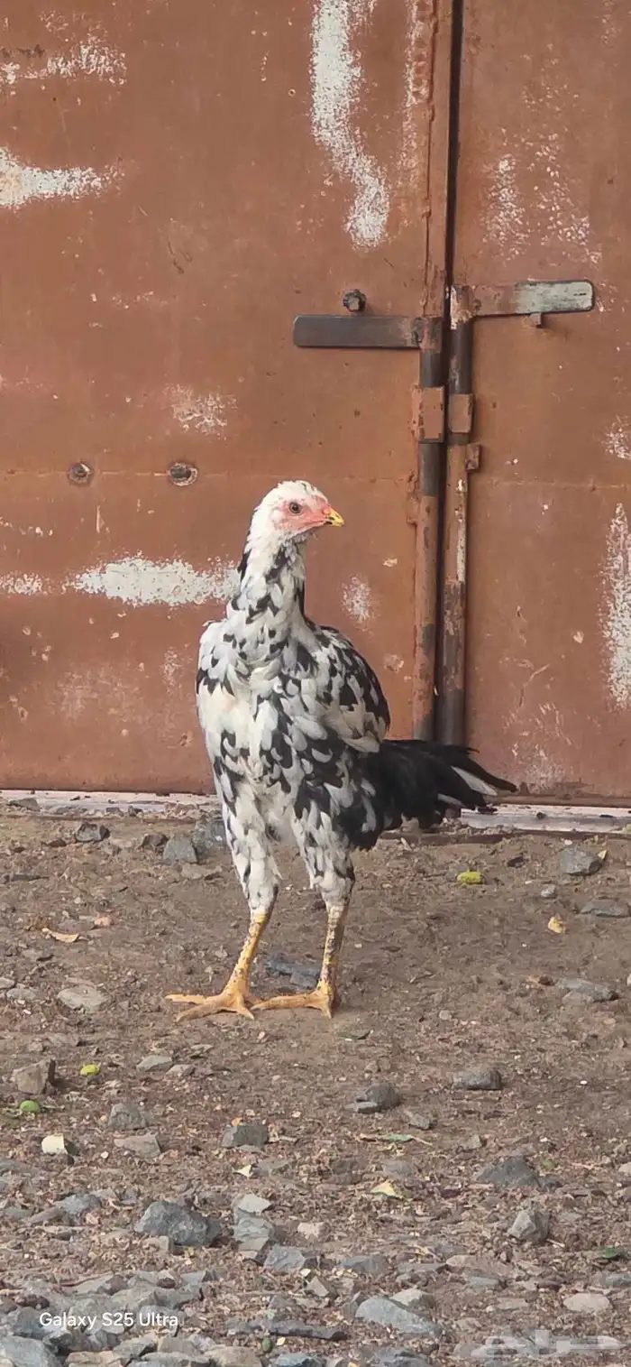 دجاج باكستاني فاخر 3