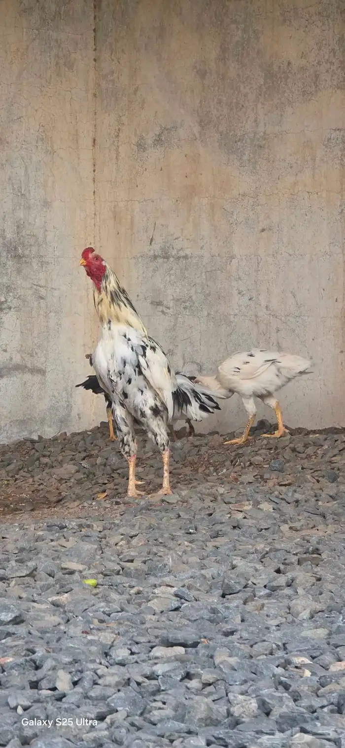 دجاج باكستاني فاخر 2