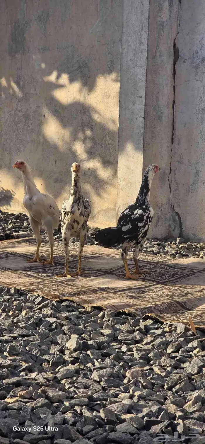 دجاج باكستاني فاخر 4