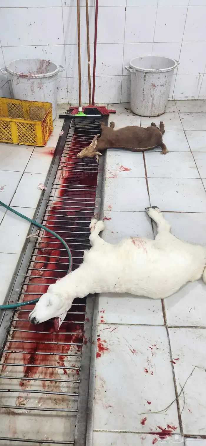 متعهد بتوصيل ذبائح 4