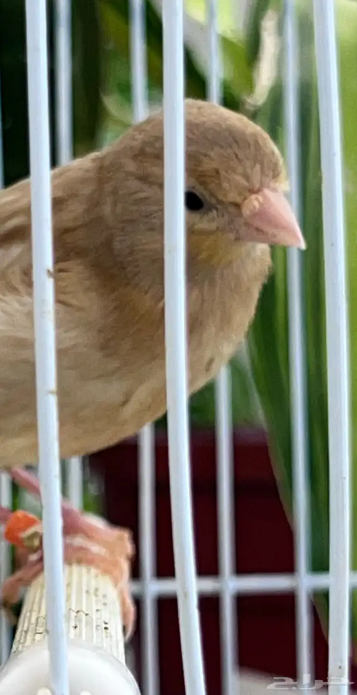 4 فروخ كناري ( تم البيع ) 17