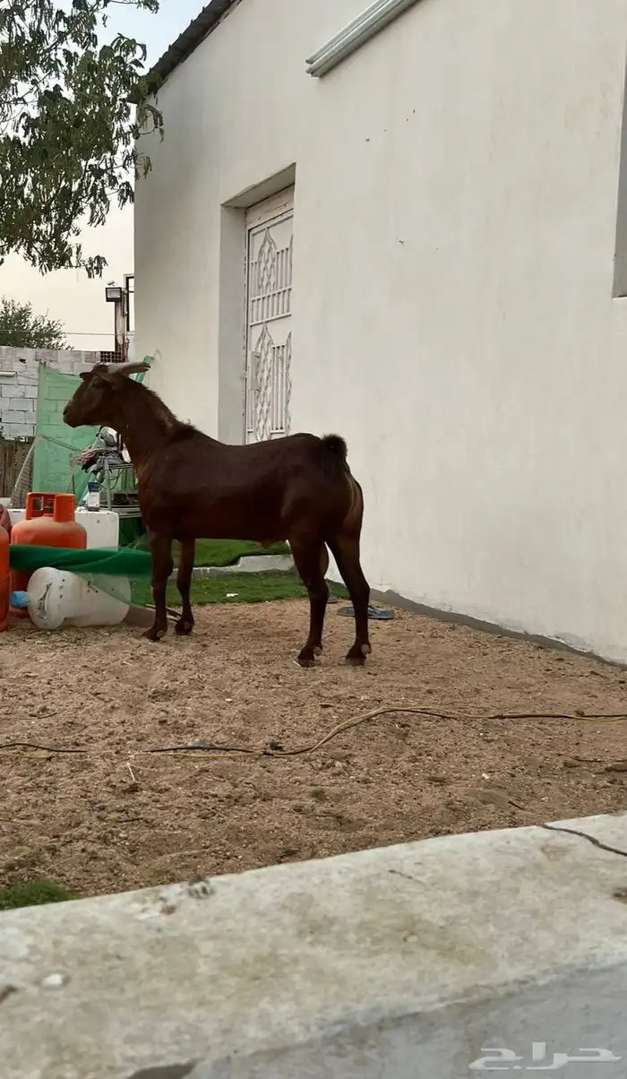 معزا محايلي 0