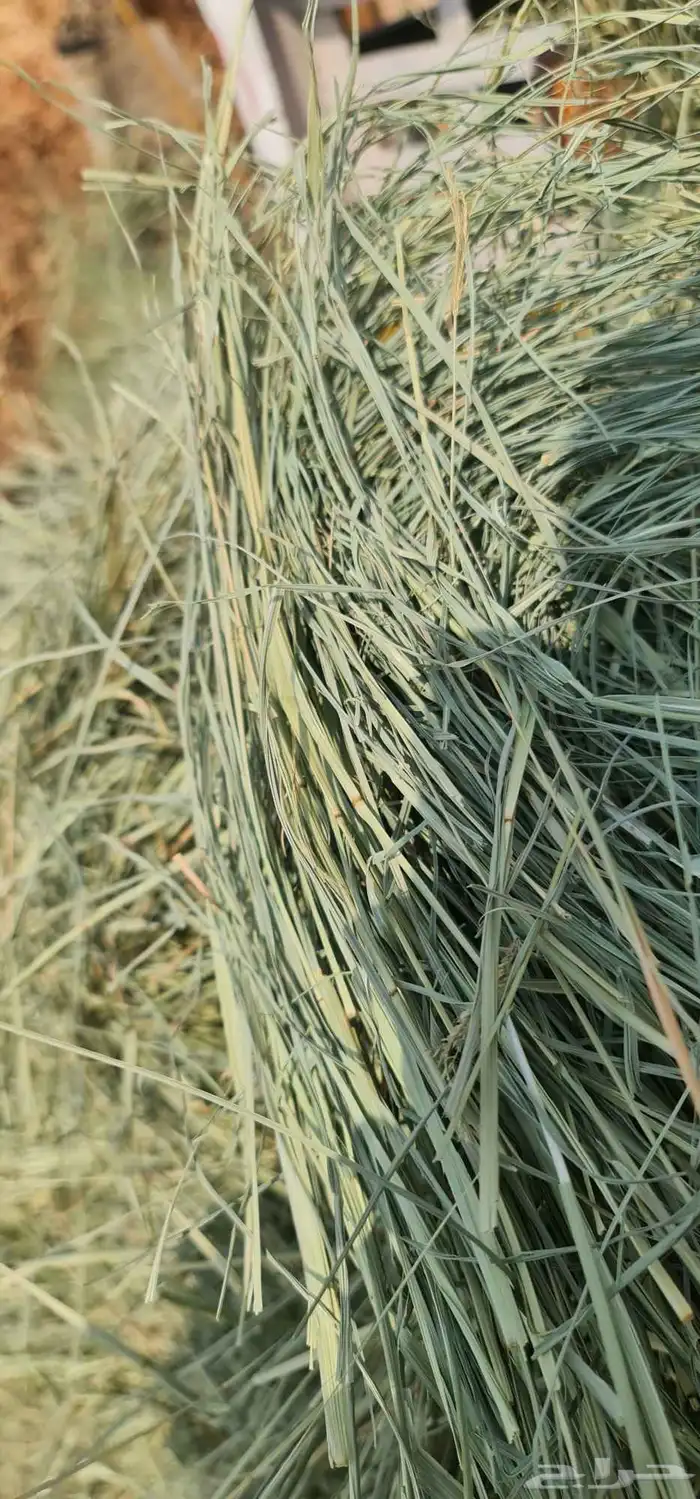 برسيم صافي 4