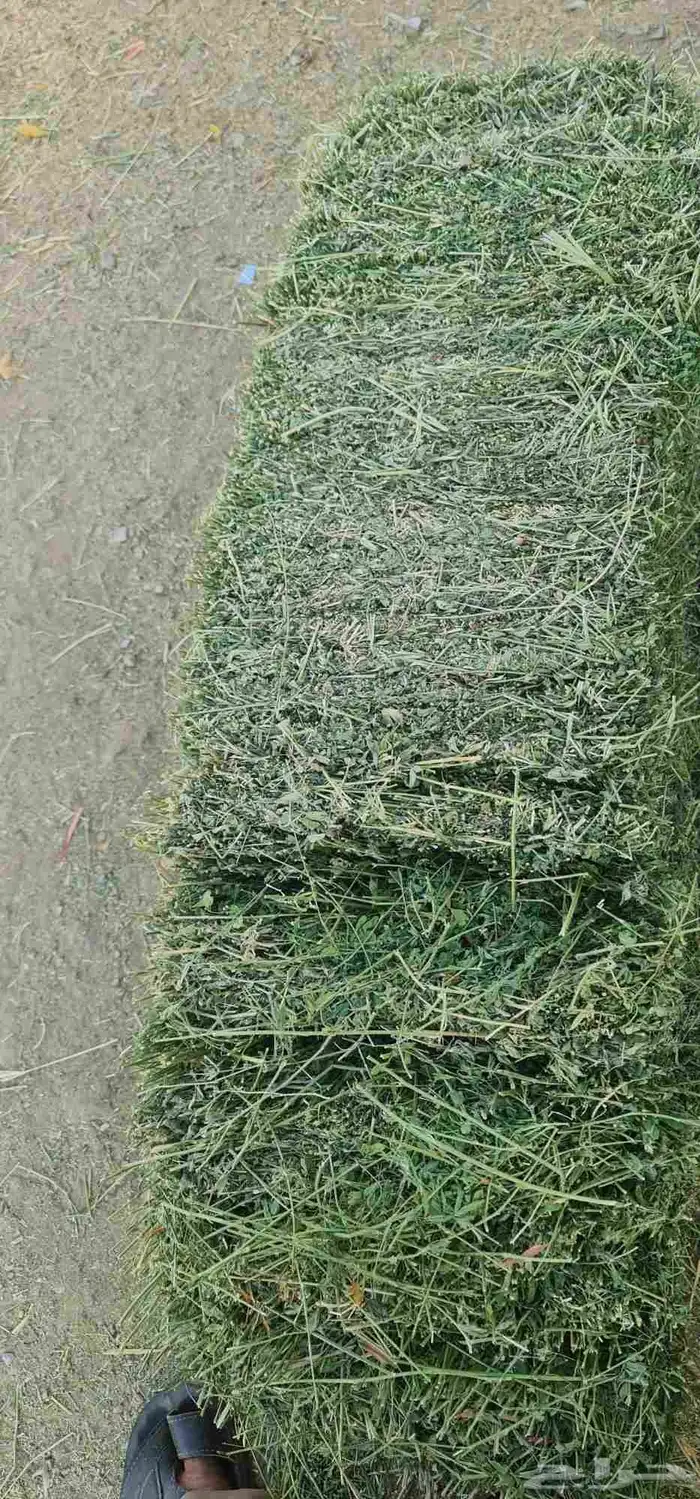 برسيم صافي 9