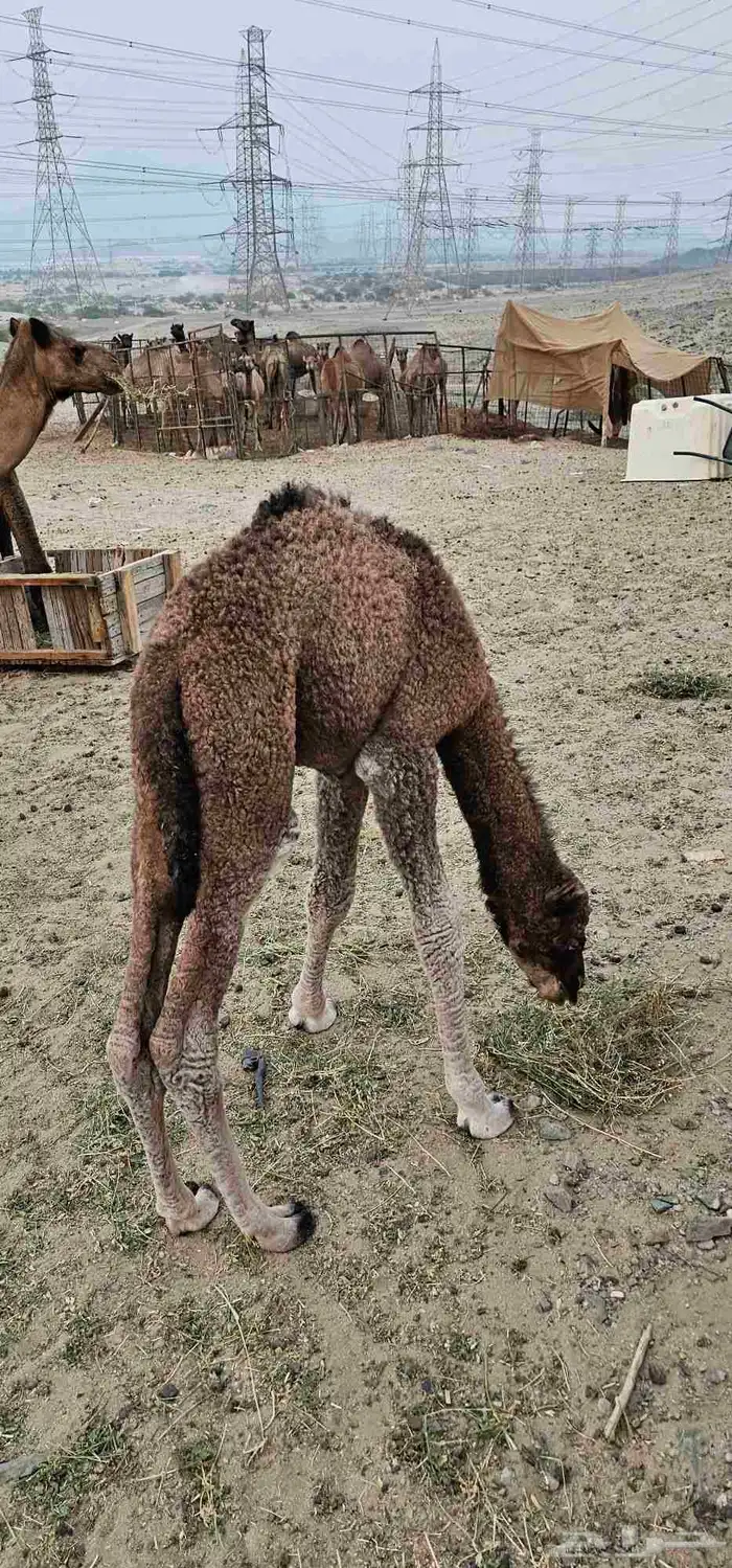 ناقه للبيع 0