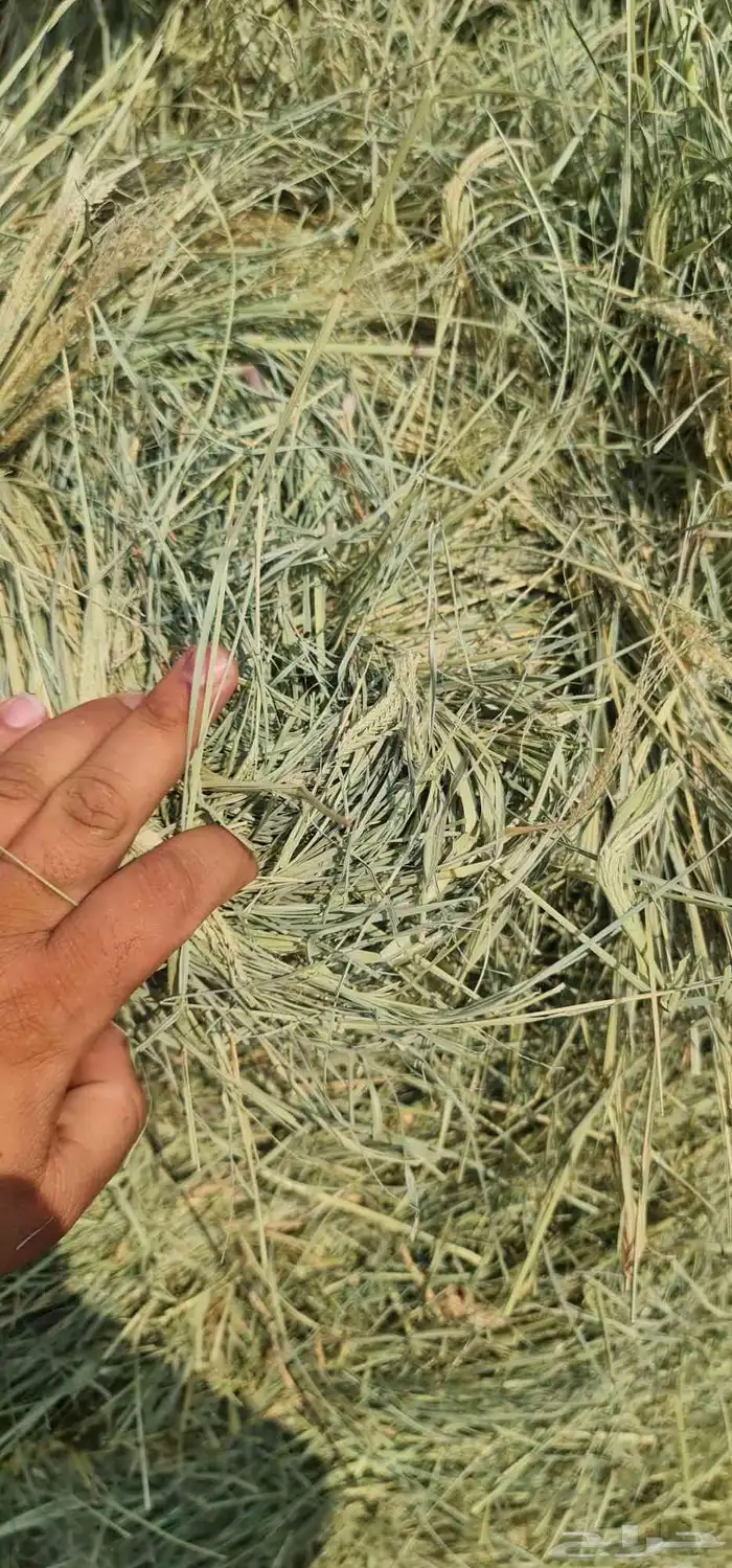 برسيم صافي 5