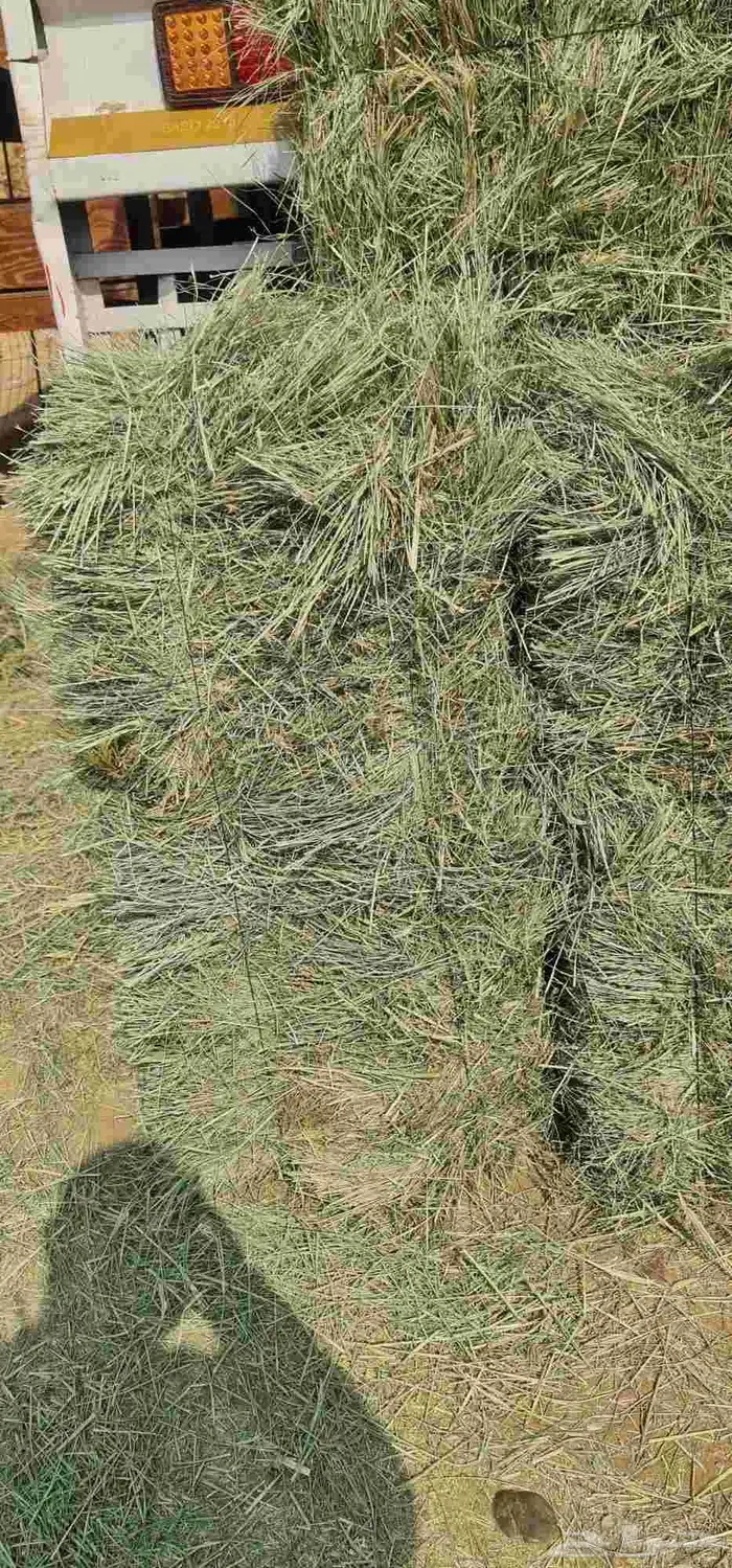 برسيم صافي 6