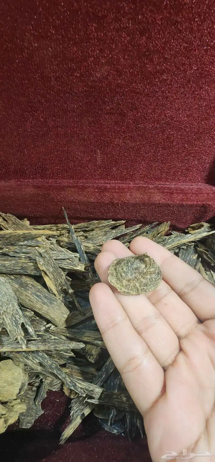 كلمنتان بونتيانك دبل تربل سوبر 5