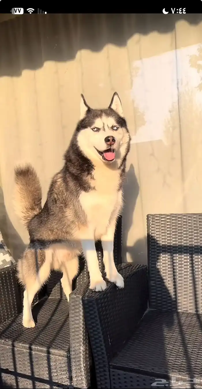 مطلوب كلاب تبني اي نوع 0