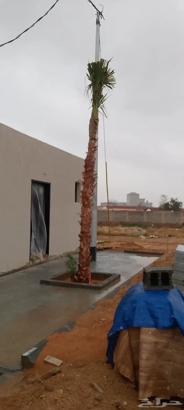 لبيع نخيل وشنطني 1