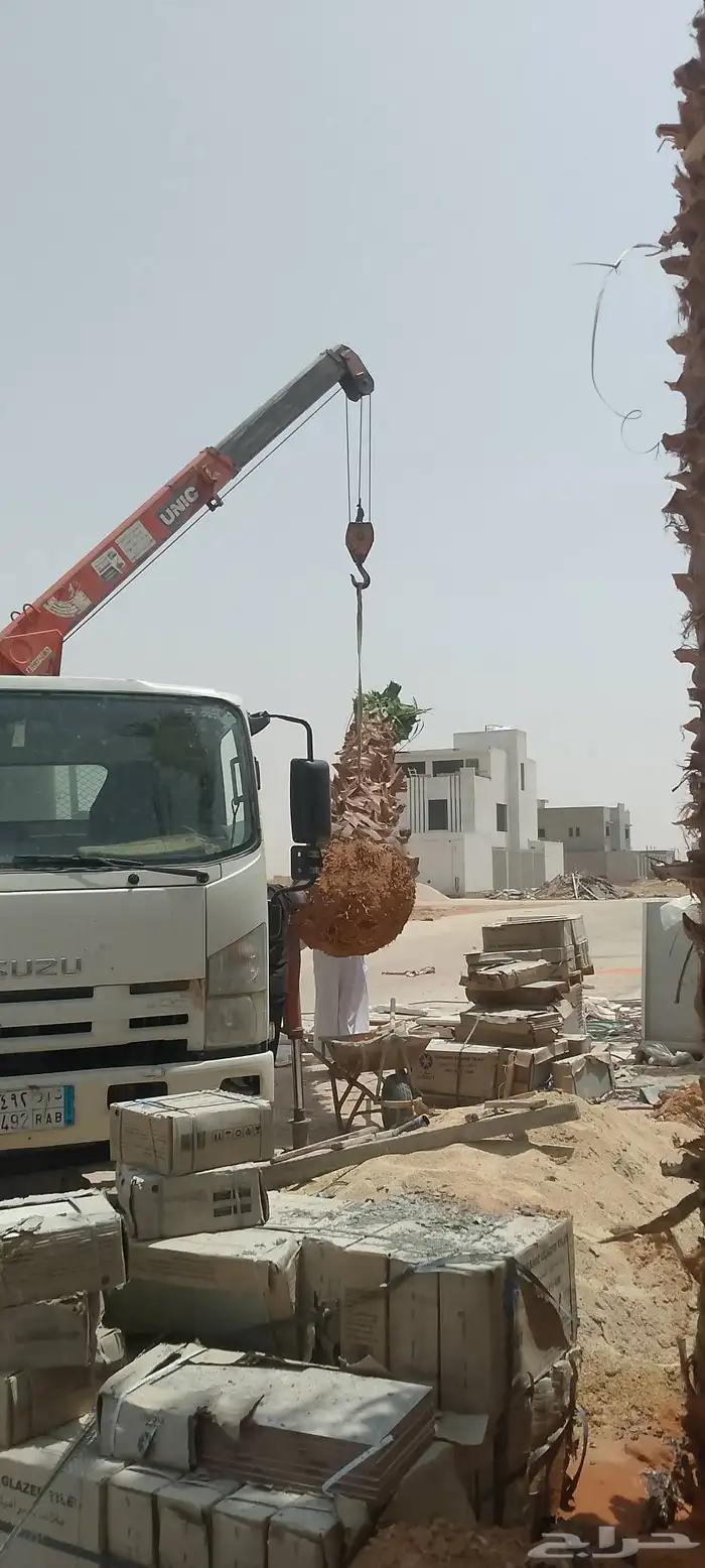 لبيع نخيل وشنطني 4