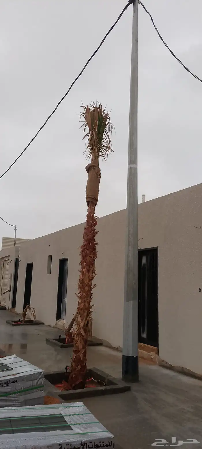 لبيع نخيل وشنطني 3