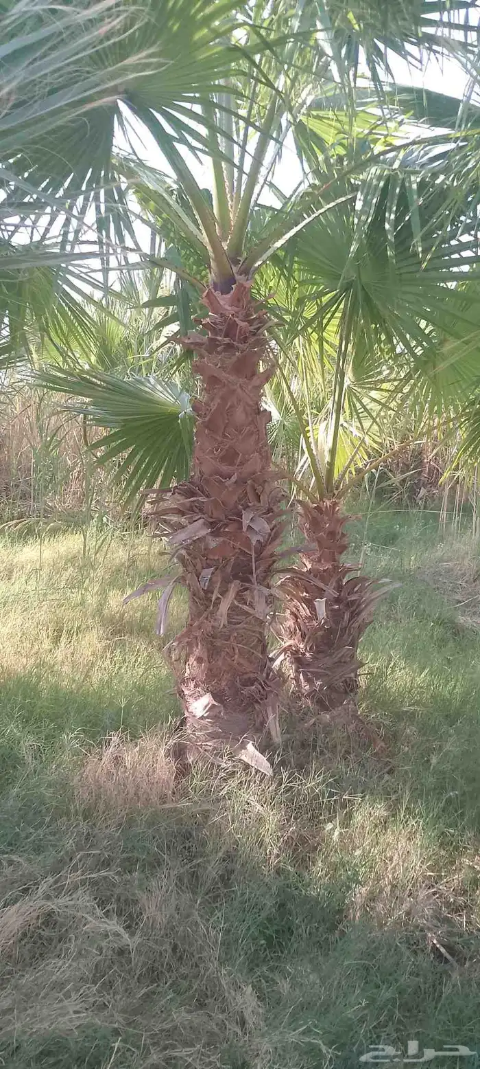لبيع نخيل وشنطني 2