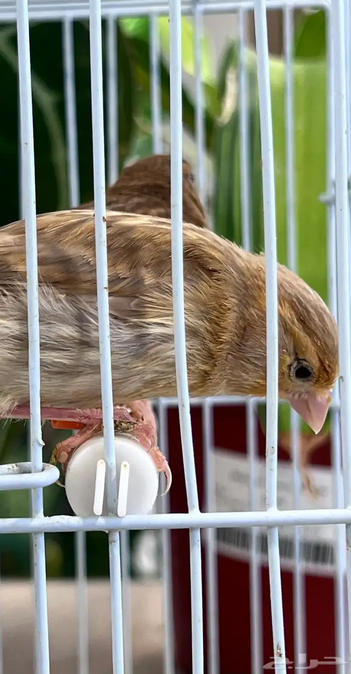 4 فروخ كناري ( تم البيع ) 10