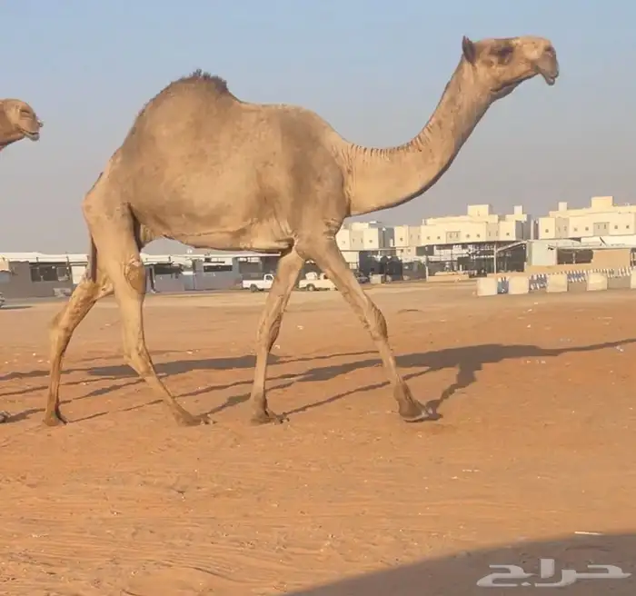 صفرا مزاين 1