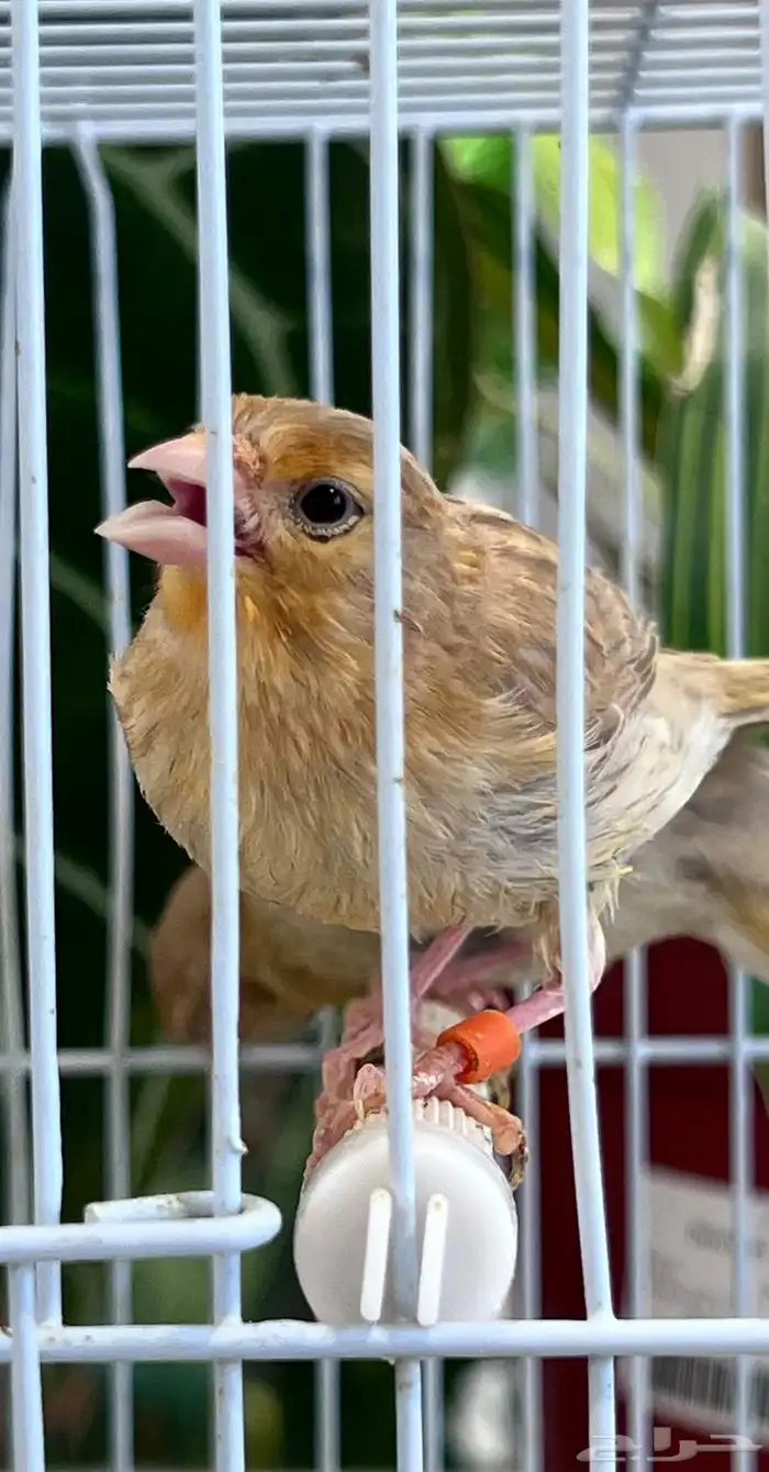 4 فروخ كناري ( تم البيع ) 20