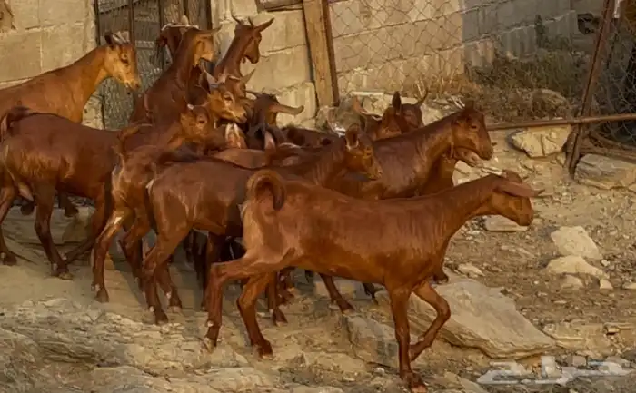 معزا دهم صنف ماشاء الله 0