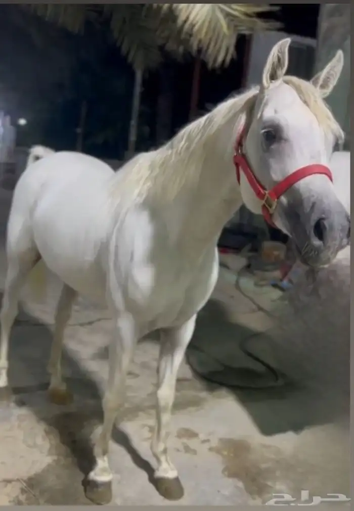 حصان واهو حفيد ابطال 4