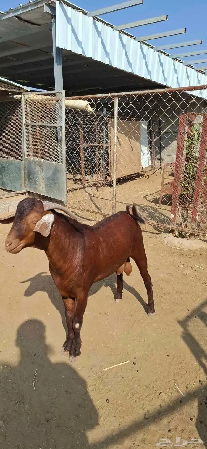 تيس ادهم فحل مشروط. تم البيع 0