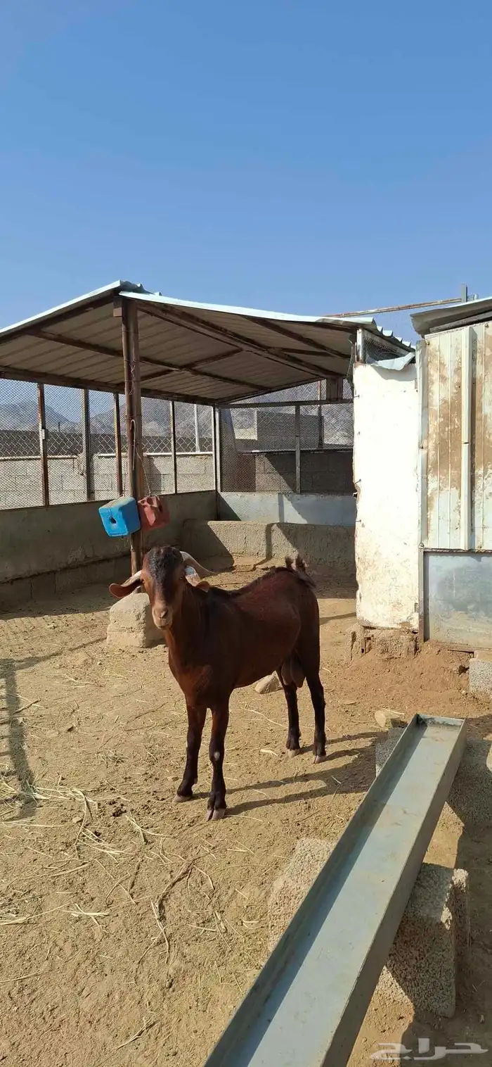 تيس ادهم فحل مشروط. تم البيع 2