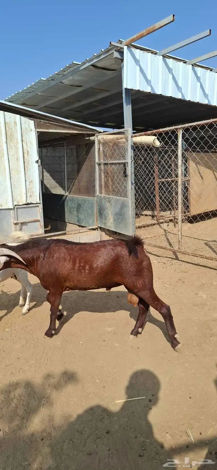 تيس ادهم فحل مشروط. تم البيع 1