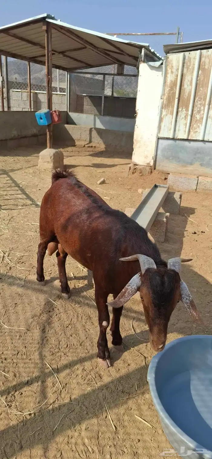 تيس ادهم فحل مشروط. تم البيع 3